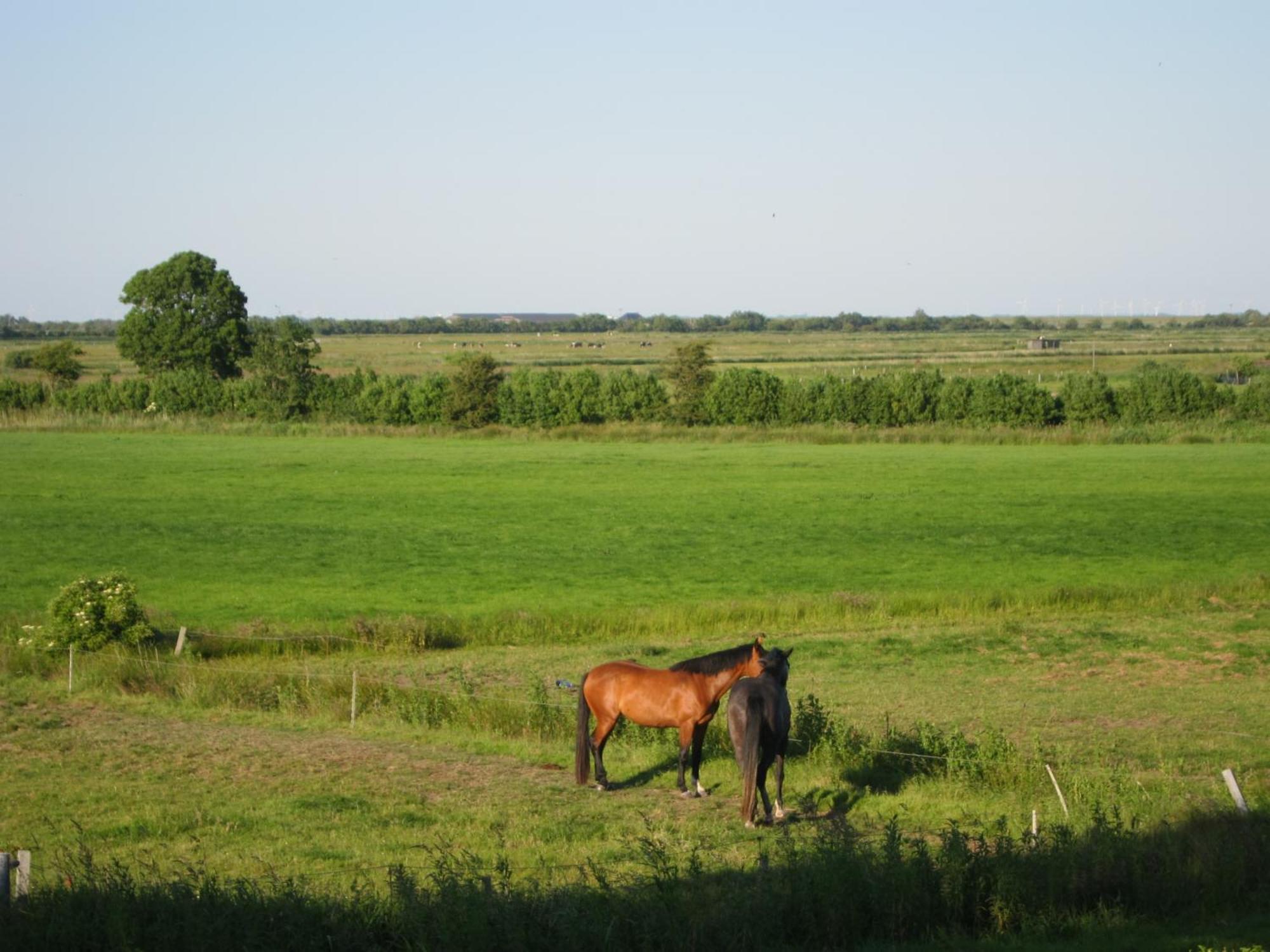 Nordseekrabbe 12 Herrenhof Wrixum Kültér fotó